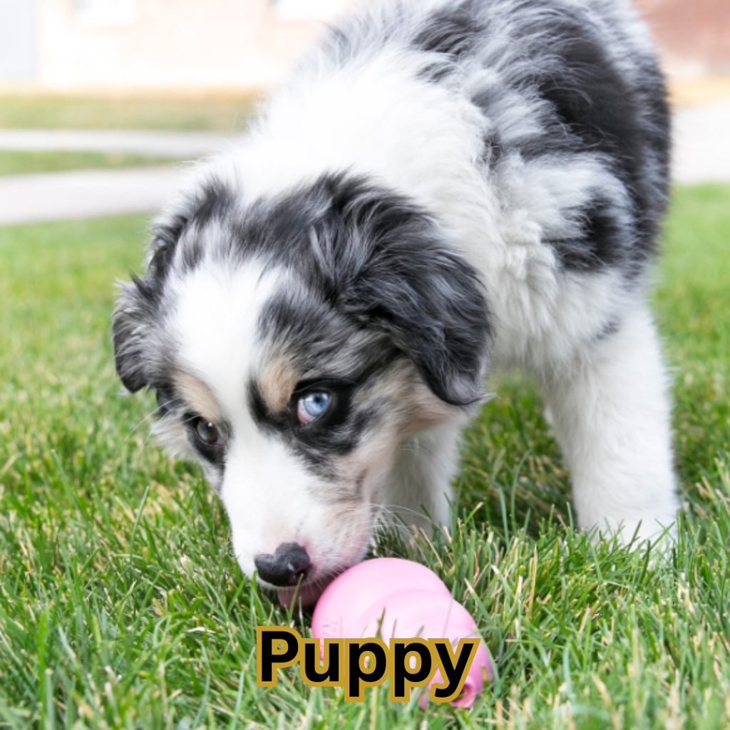 Puppy