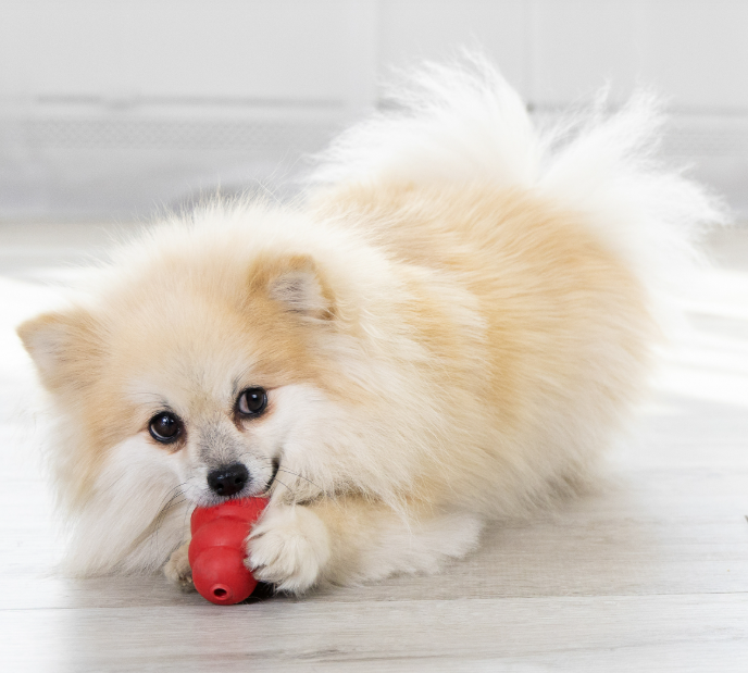 Small dog with a red KONG classic on a light wooden floor