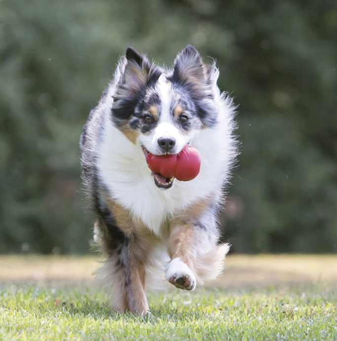Dog running on grass with a red KONG classic in its mouth
