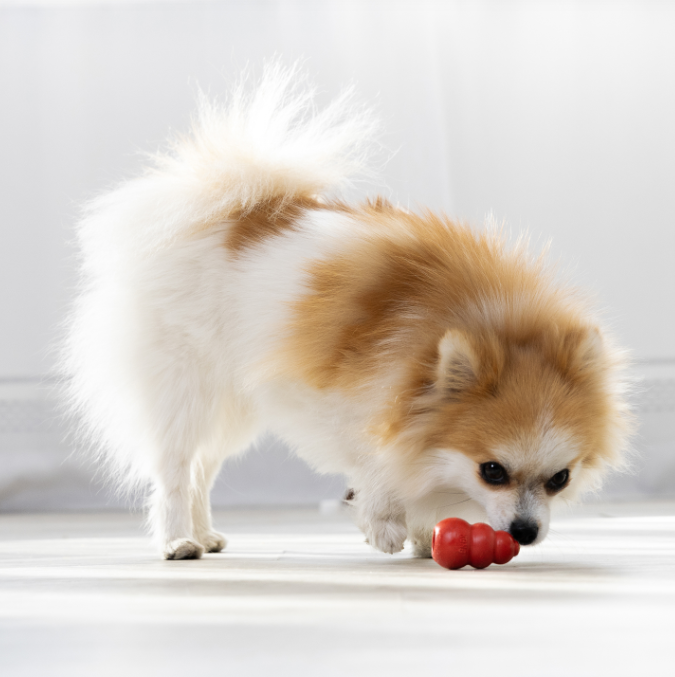 Small dog playing with a red KONG classic on a light background