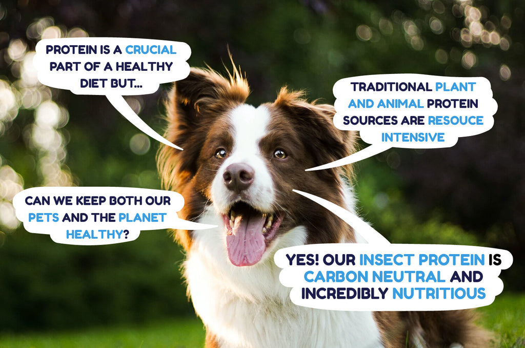 Informative graphic of good looking working dog who is calling out via speech bubbles the environmental benefits of insect protein as compared with traditional protein for dog food like chicken and beef